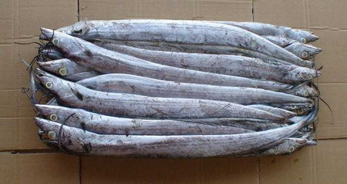 進口北極蝦口岸消殺代理服務(wù)與生存水溫管理